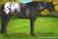Horse Color:White Spotted Liver Chestnut Varnish 