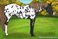 Horse Color:Liver Chestnut Blanket Rabicano 