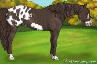 Horse Color:Liver Chestnut Frame Appaloosa 