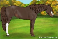 Horse Color:Liver Chestnut 