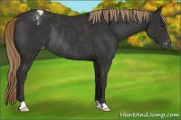 Horse Color:Liver Chestnut Varnish Rabicano 