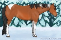 Horse Color:Bay Tobiano 
