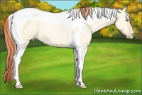 Horse Color:Amber Cream Champagne Pearl Dun Tobiano 