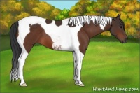 Horse Color:Bay Tobiano 