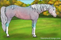 Horse Color:Watercolor White Spotted Silver Bay Sabino Appaloosa