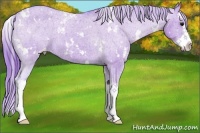Horse Color:Watercolor White Spotted Grullo Sabino Splash Appaloosa 