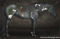 Horse Color:White Spotted Black