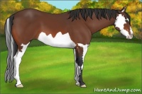 Horse Color:Bay Splash Frame 