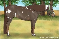 Horse Color:White Spotted Liver Chestnut Sabino 