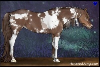 Horse Color:Liver Chestnut Tobiano  and White Spotted Liver Chestnut 