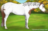 Horse Color:Red Roan Splash Tobiano Frame
