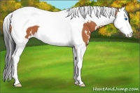 Horse Color:White Spotted Bay Splash Tobiano