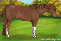 Horse Color:Chestnut Tobiano