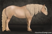 Horse Color:Chestnut Pearl Rabicano