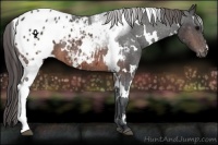 Horse Color:White Spotted Brown Appaloosa