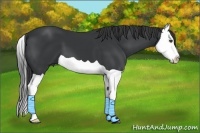 Horse Color:Black Splash