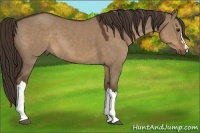 Horse Color:Liver Red Dun 