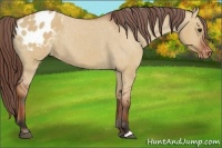 Horse Color:Bay Dun Appaloosa 