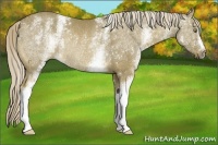 Horse Color:White Spotted Chocolate Palomino Rabicano 