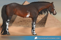Horse Color:White Spotted Brown