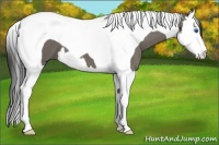 Horse Color:Smoky Grullo Splash Tobiano 