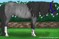 Horse Color:Blue Roan Rabicano 