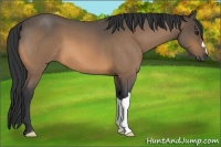 Horse Color:Buckskin Roan 