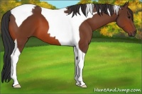 Horse Color:Bay Tobiano 
