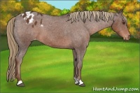 Horse Color:Liver Chestnut Appaloosa