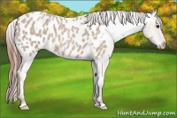 Horse Color:Classic Champagne Roan Appaloosa 