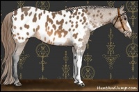 Horse Color:Buckskin Blanket 