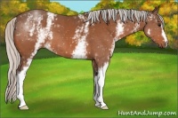 Horse Color:White Spotted Silver Bay 