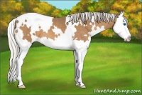 Horse Color:White Spotted Silver Buckskin Splash 