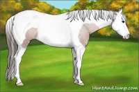 Horse Color:Bay Splash Tobiano Appaloosa