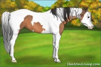 Horse Color:Buckskin Splash Tobiano 