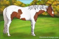 Horse Color:Silver Brown Tobiano 