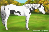 Horse Color:Smoky Black Splash Tobiano