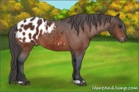Horse Color:Bay Appaloosa