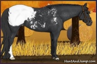 Horse Color:Black Appaloosa 