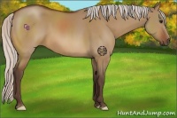 Horse Color:Silver Brown Dun 