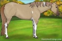Horse Color:Liver Red Dun Tobiano