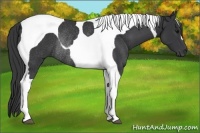Horse Color:Black Tobiano Rabicano