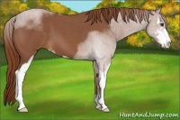 Horse Color:Red Roan Sabino 