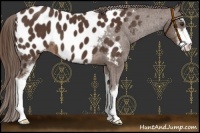 Horse Color:Liver Chestnut Sabino Appaloosa 