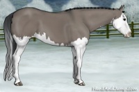 Horse Color:Grullo Sabino Splash  and Grullo Sabino Splash 