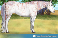Horse Color:Grullo Ice Sabino Splash  and Classic Champagne Ice Dun Sabino Splash 