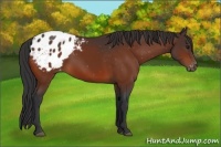 Horse Color:Bay Appaloosa
