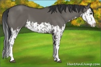 Horse Color:Grullo Sabino Splash  and Grullo Sabino Splash 