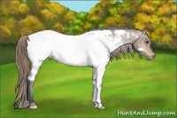 Horse Color:Buckskin Near Fewspot 
