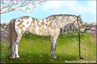 Horse Color:Buckskin Dun Appaloosa